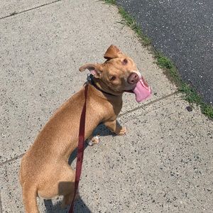 Meet your Posher, Laila